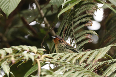 Ixothraupis rufigula