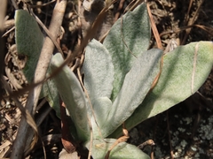 Pseudognaphalium adnatum
