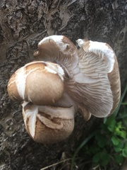 Pleurotus ostreatus
