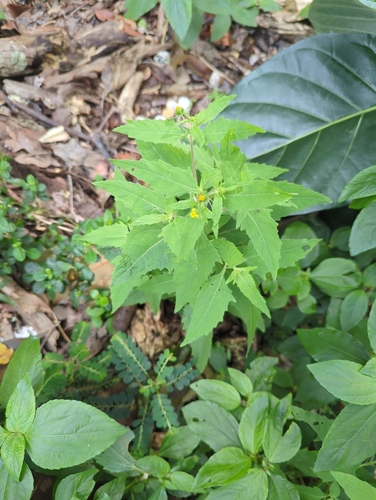 Sigesbeckia orientalis observed 2026-02-24