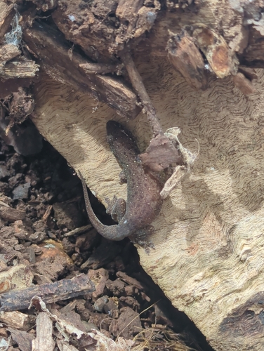 Gehyra mutilata observed 2026-02-24