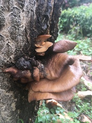 Pleurotus ostreatus