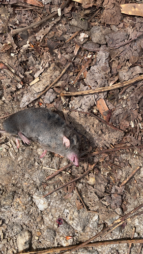 Southern Short-tailed Shrew observed by mcmyles