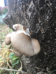 Pleurotus ostreatus