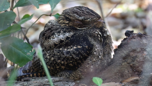 Chuck-will's-widow observed by craigjhowe