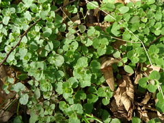 Veronica hederifolia