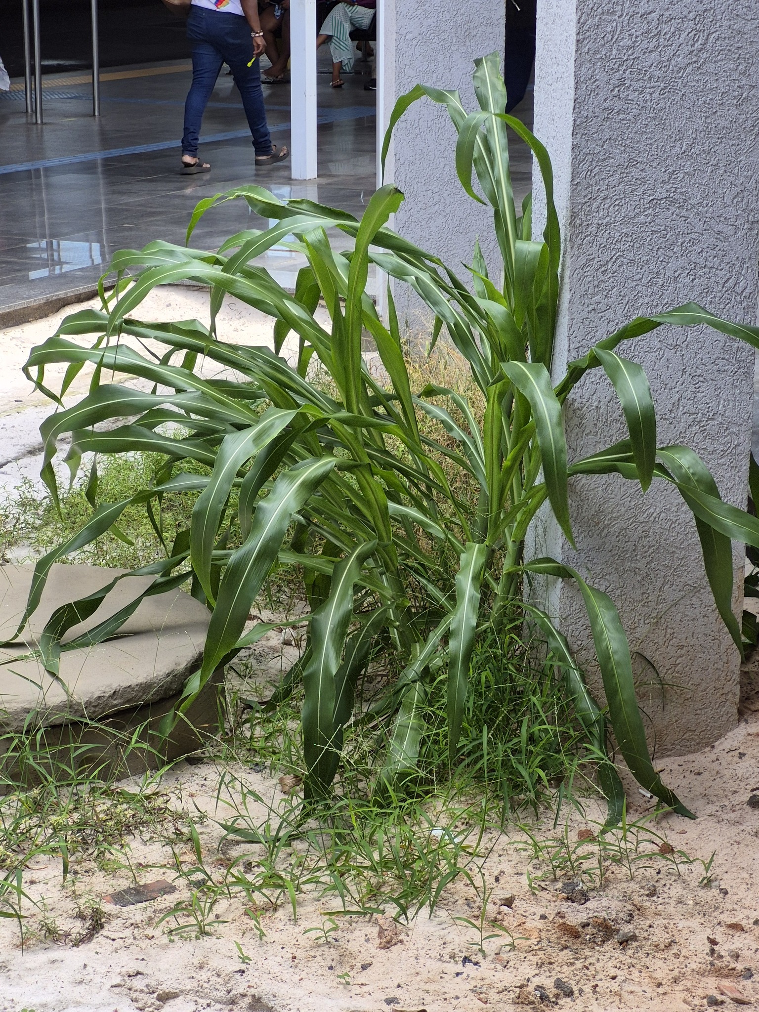 Foto de Zea mays L.
