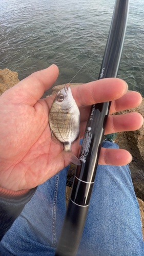 Diplodus sargus