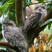 Frogmouths - Photo (c) Marj Kibby, some rights reserved (CC BY-NC)