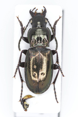 Pterostichus jurinei