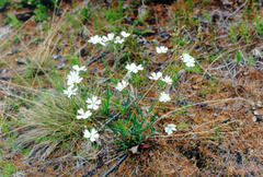 Silene samojedorum