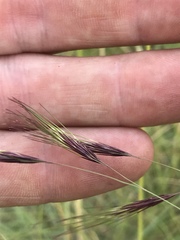 Aristida congesta barbicollis