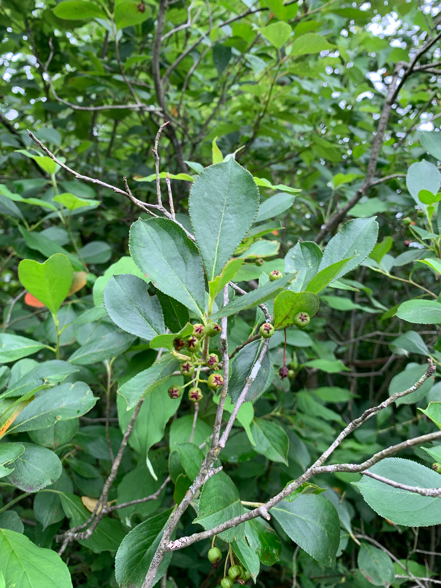Black Chokeberry (Aronia melanocarpa)