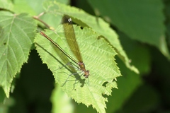 Calopteryx amata
