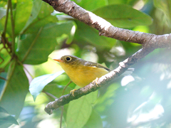 Phylloscopus valentini