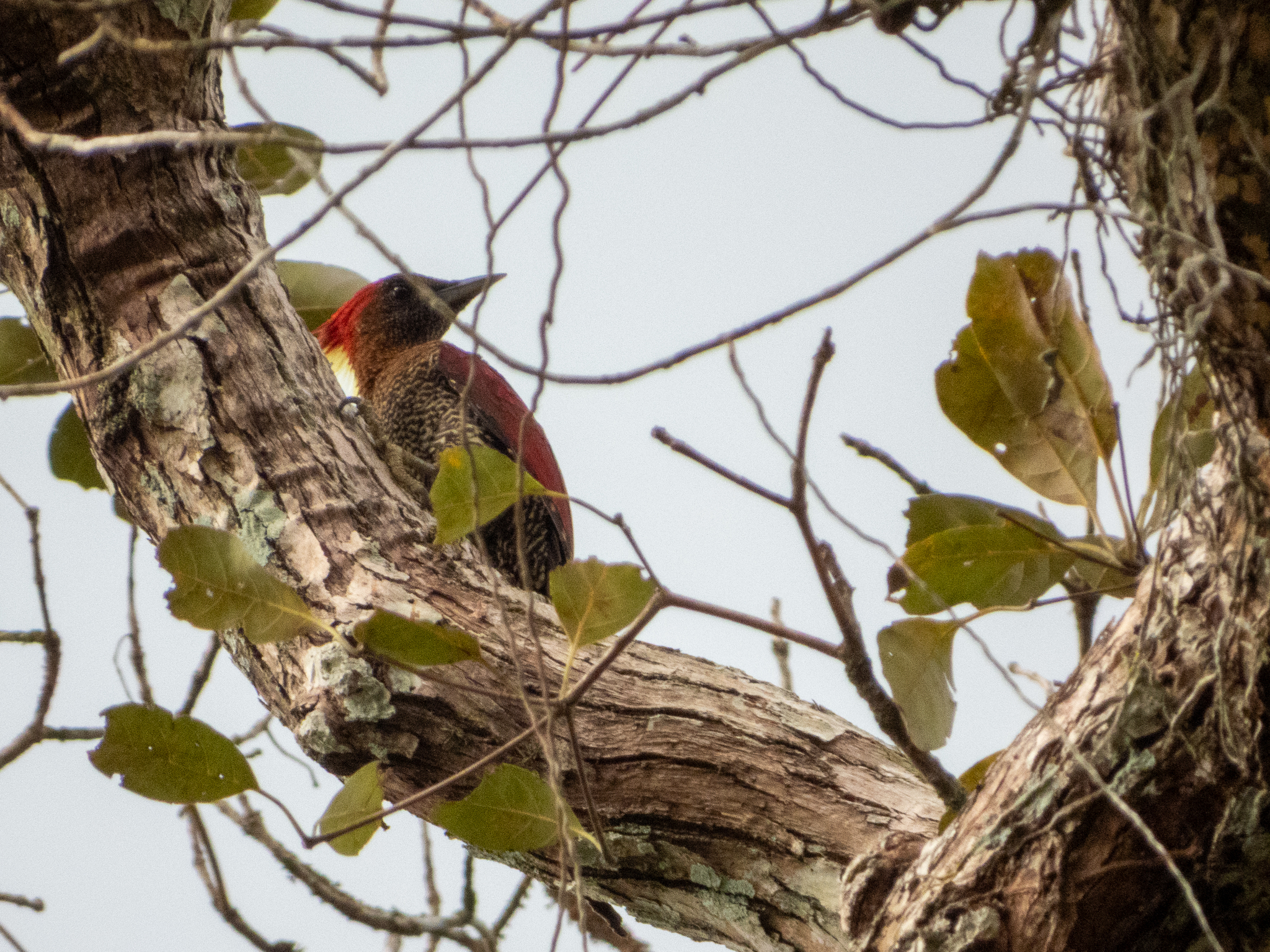 Banded Woodpecker (Chrysophlegma miniaceum), photo 6