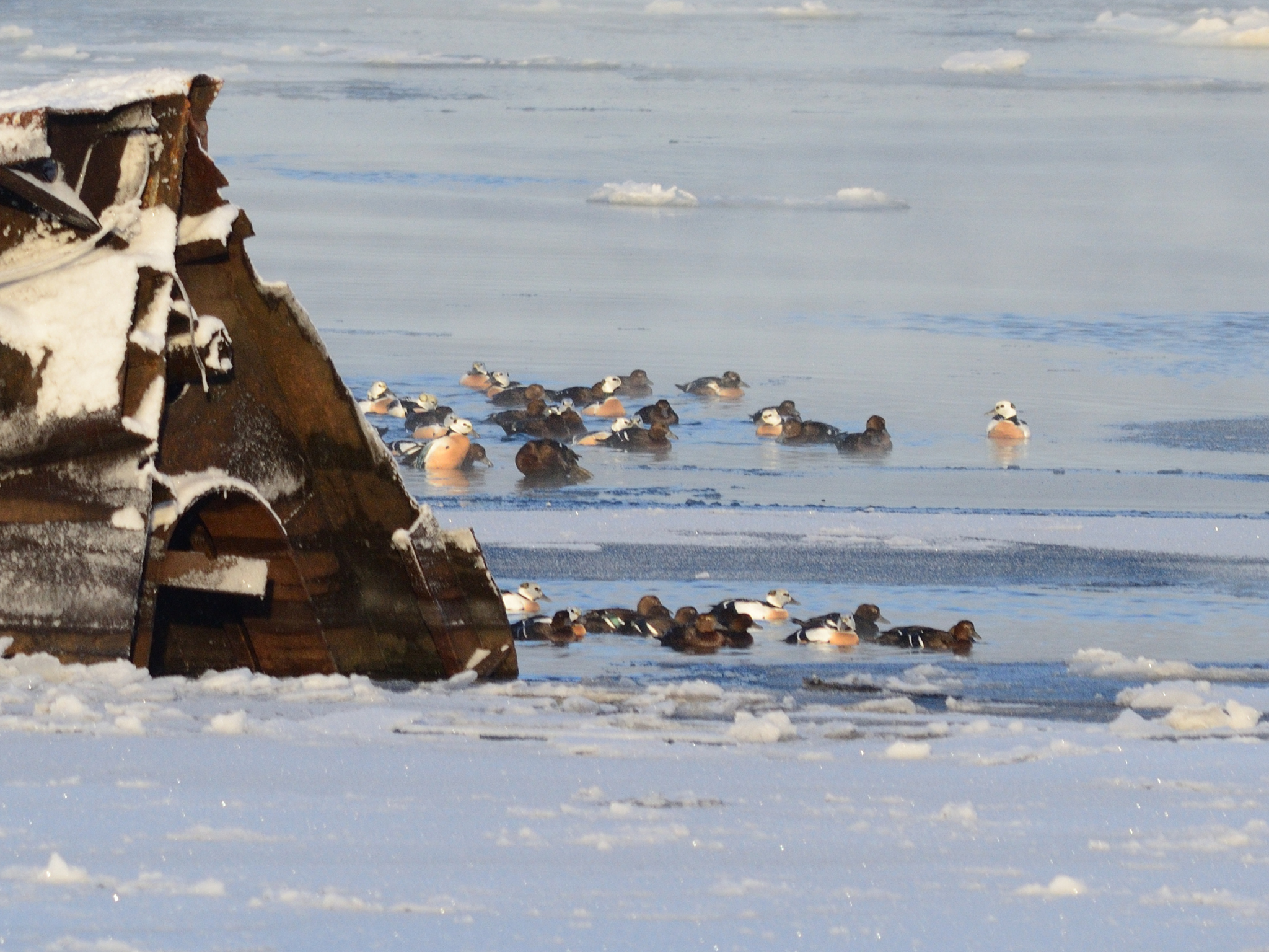 Steller's Eider (Polysticta stelleri), photo 10