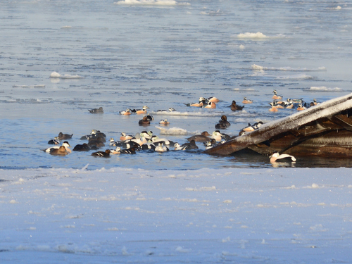 Steller's Eider (Polysticta stelleri), photo 9