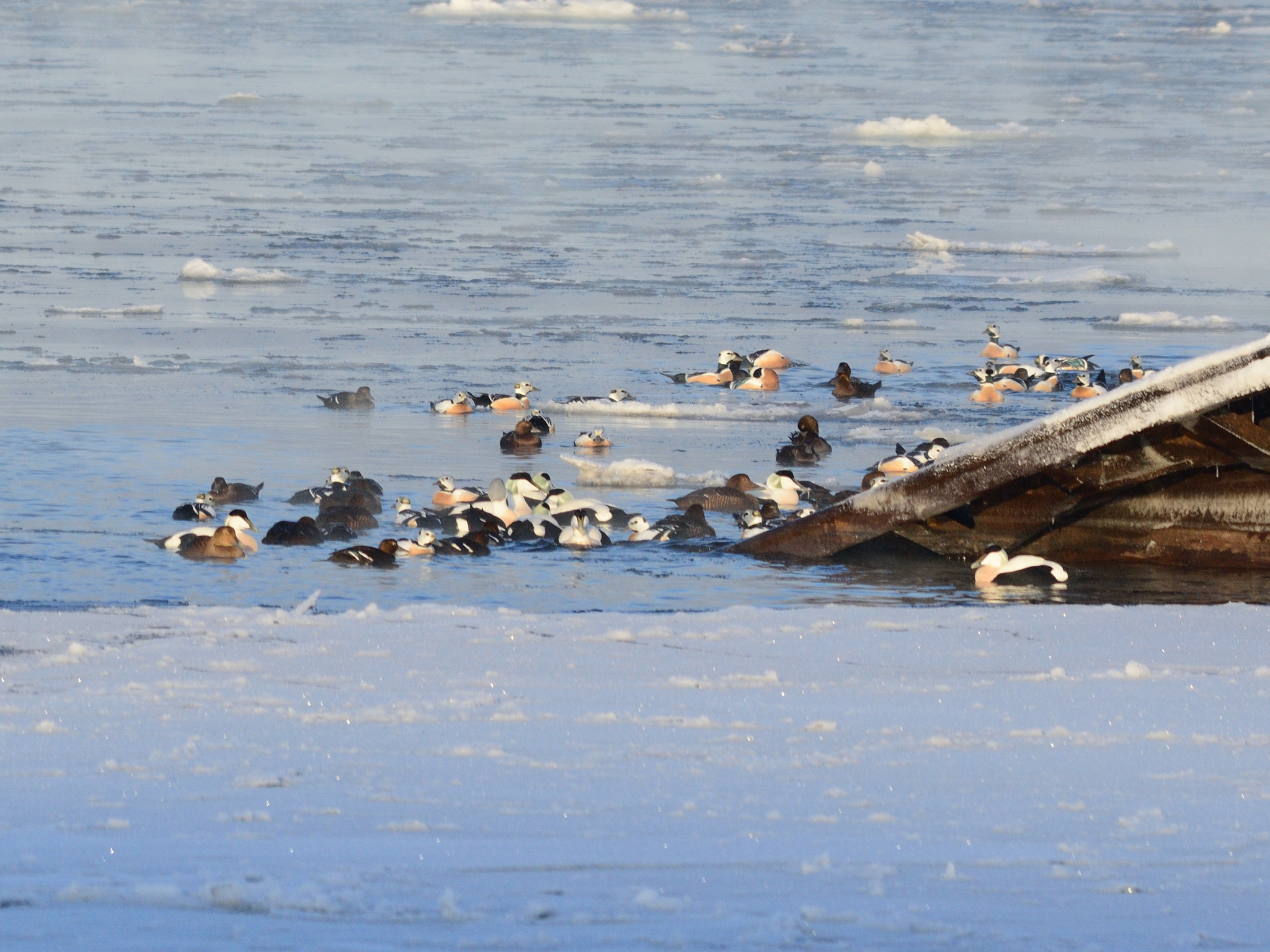 Steller's Eider (Polysticta stelleri), photo 9