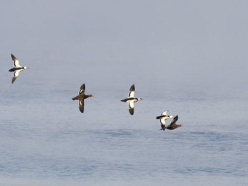 Steller's Eider (Polysticta stelleri), photo 2