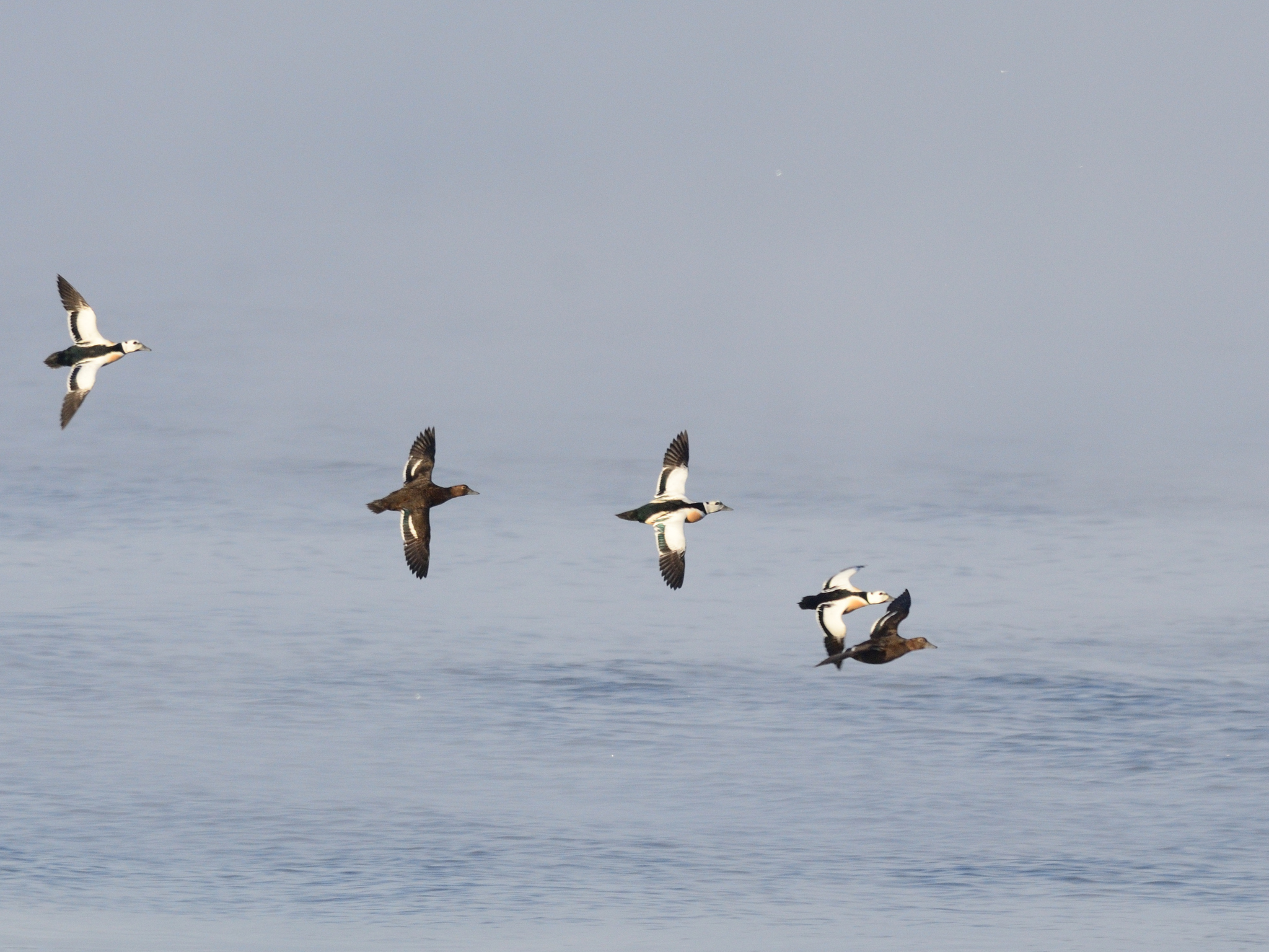 Steller's Eider (Polysticta stelleri), photo 2
