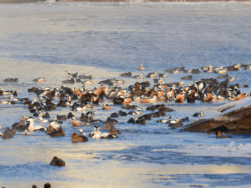 Steller's Eider (Polysticta stelleri), photo 3