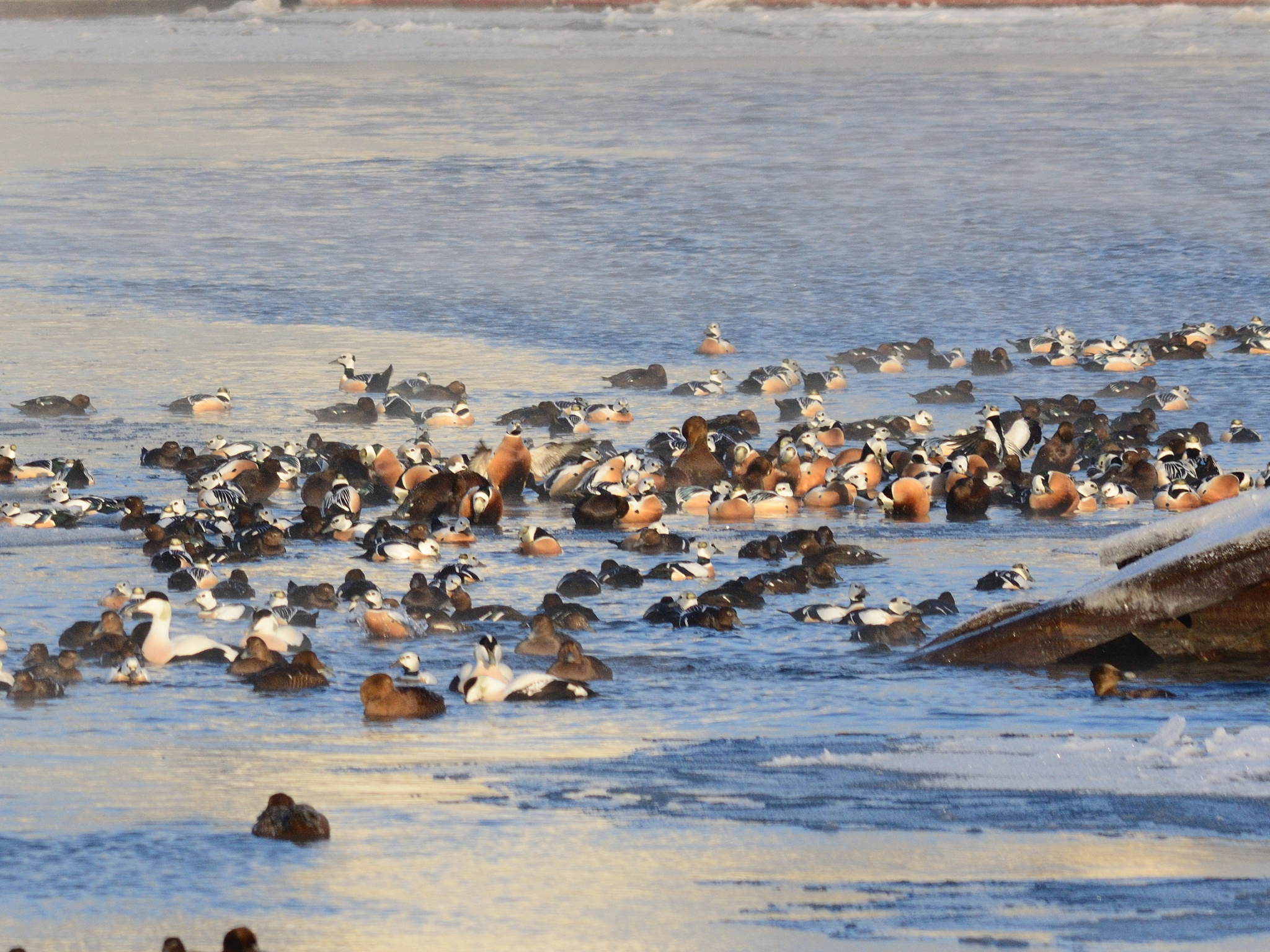 Steller's Eider (Polysticta stelleri), photo 3