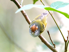 Phylloscopus castaniceps