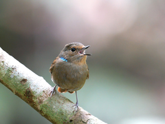 Niltava macgrigoriae