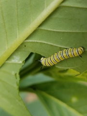 Danaus plexippus