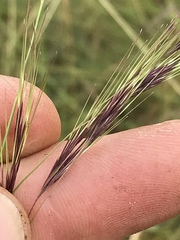 Aristida congesta barbicollis