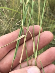 Aristida congesta barbicollis
