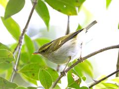 Phylloscopus ogilviegranti
