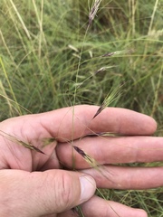 Aristida congesta barbicollis