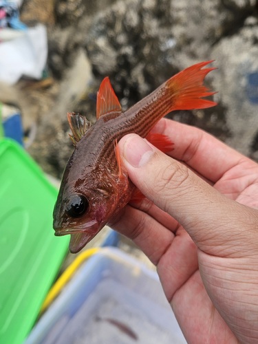 Lepidamia kalosoma observed 2026-01-30
