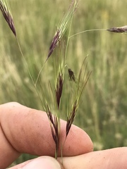 Aristida congesta barbicollis