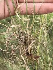Aristida congesta barbicollis