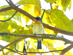 Cyornis