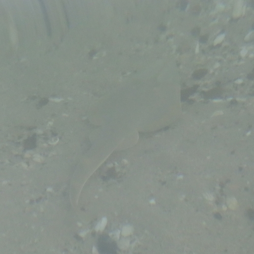 Glaucostegus halavi observed 2026-02-25