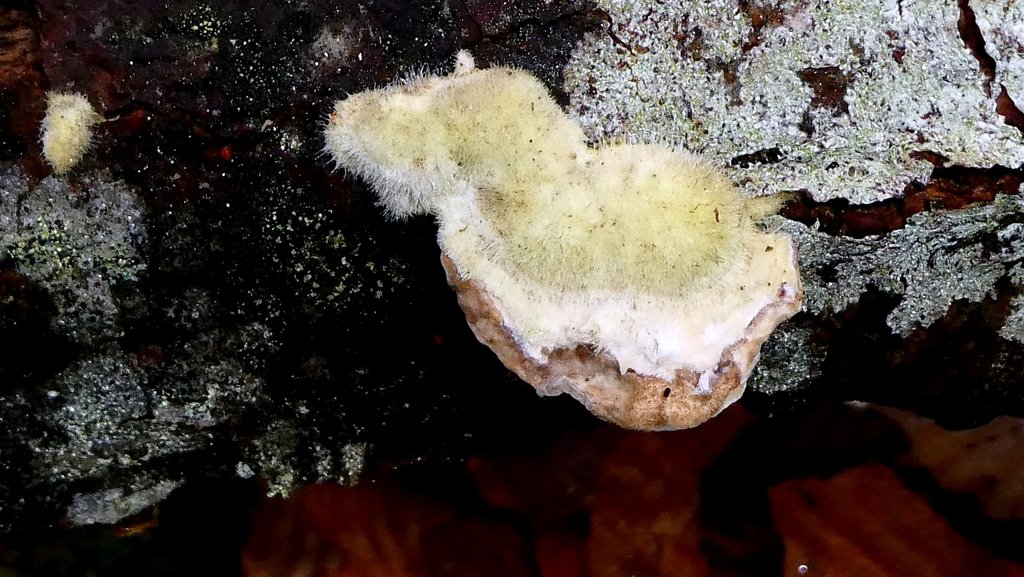 Trametes hirsuta · February 2026 · photo: © patricklm35 (iNaturalist, cc0)