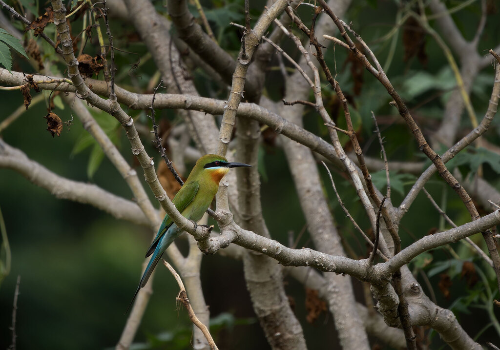 Australian bee eater (Merops ornatus)