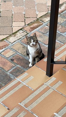 Avistamiento Gato montés (Sierra Nevada)