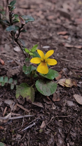 Viola reichei, photograph 2