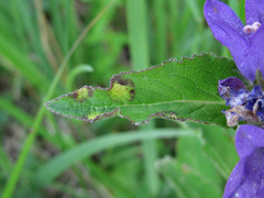 Coleosporium campanulae