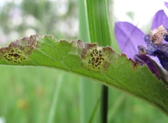 Coleosporium campanulae