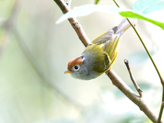 Phylloscopus castaniceps