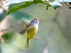 Phylloscopus castaniceps