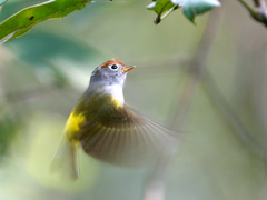 Phylloscopus castaniceps