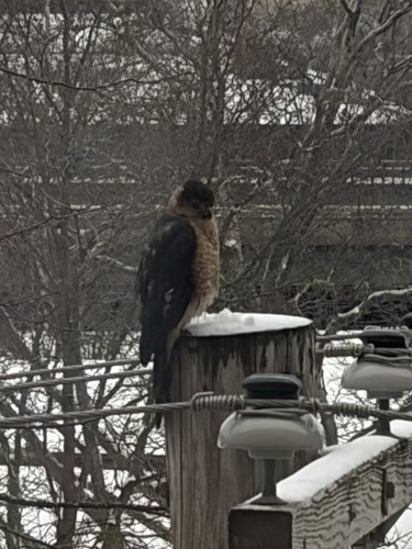 Cooper's Hawk