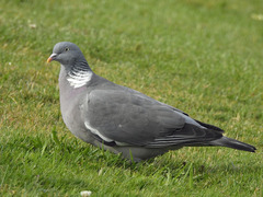 Columba palumbus